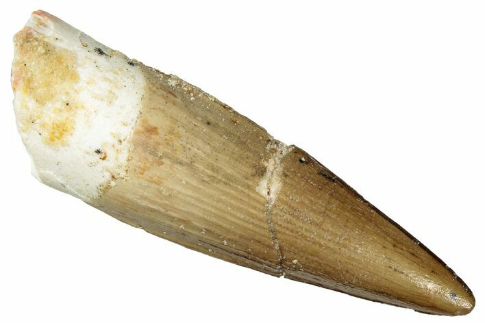 Fossil Spinosaurus Tooth - Real Dinosaur Tooth #299134